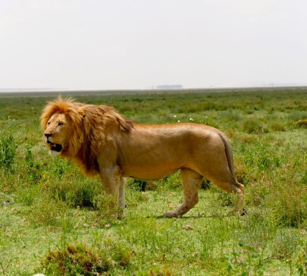 Ngorongoro-Krater