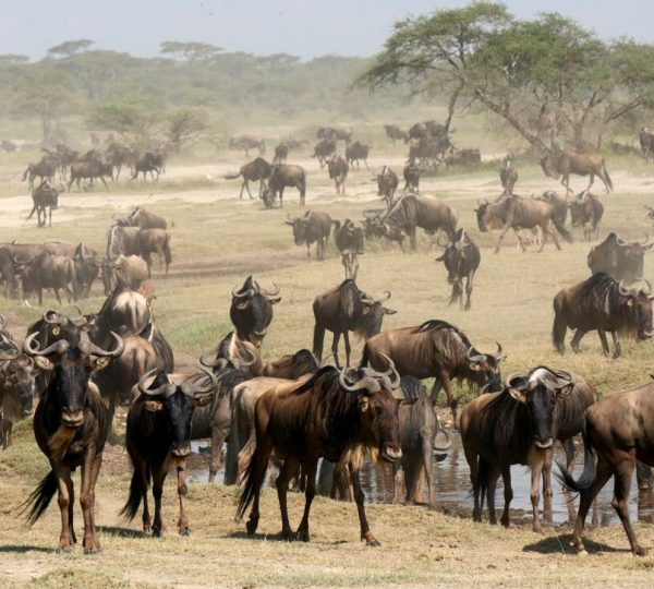 Grande Migration Tanzanie