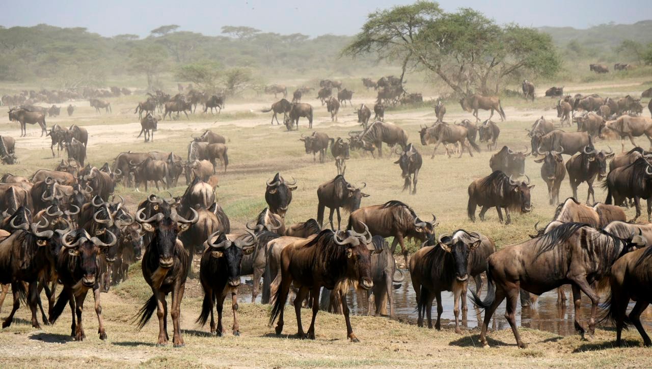 Grande migration en Tanzanie