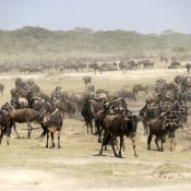 Der Serengeti-Nationalpark, die Nr. 1 Attraktion Tansanias