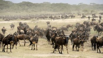 Prive Safari Shikamoo