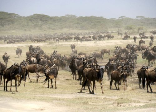 De Serengeti National Park, de nummer 1 attractie van Tanzania