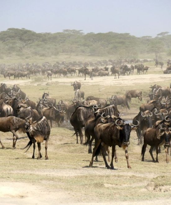 Prive Safari Shikamoo