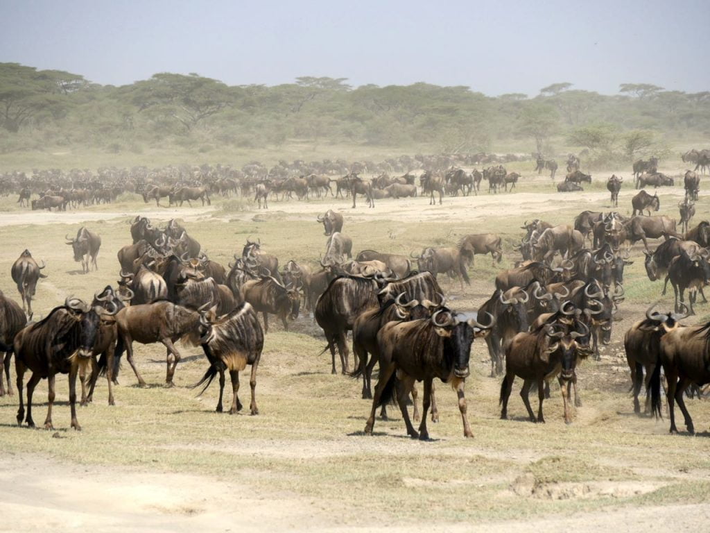 Der Serengeti-Nationalpark, die Nr. 1 Attraktion Tansanias
