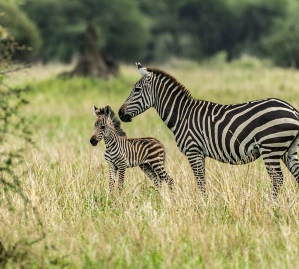 Parc national de Tarangire
