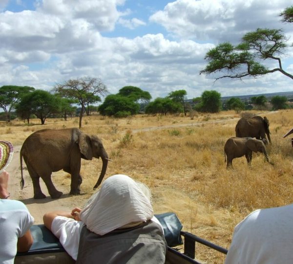 Safari Tansania Tarangire Tansanie