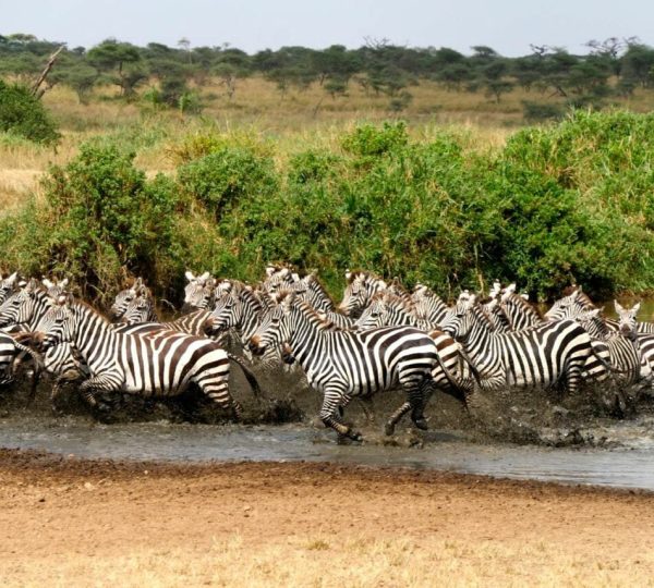 Safari Ngorongoro