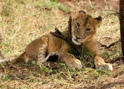 Safari groepsreis Hakuna Matata