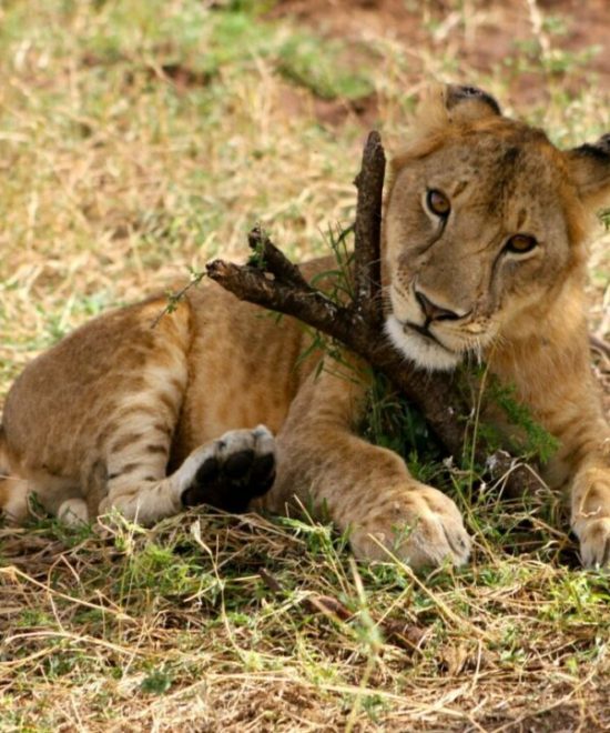 Safari groepsreis Hakuna Matata