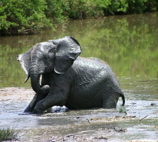 Safari Tarangire