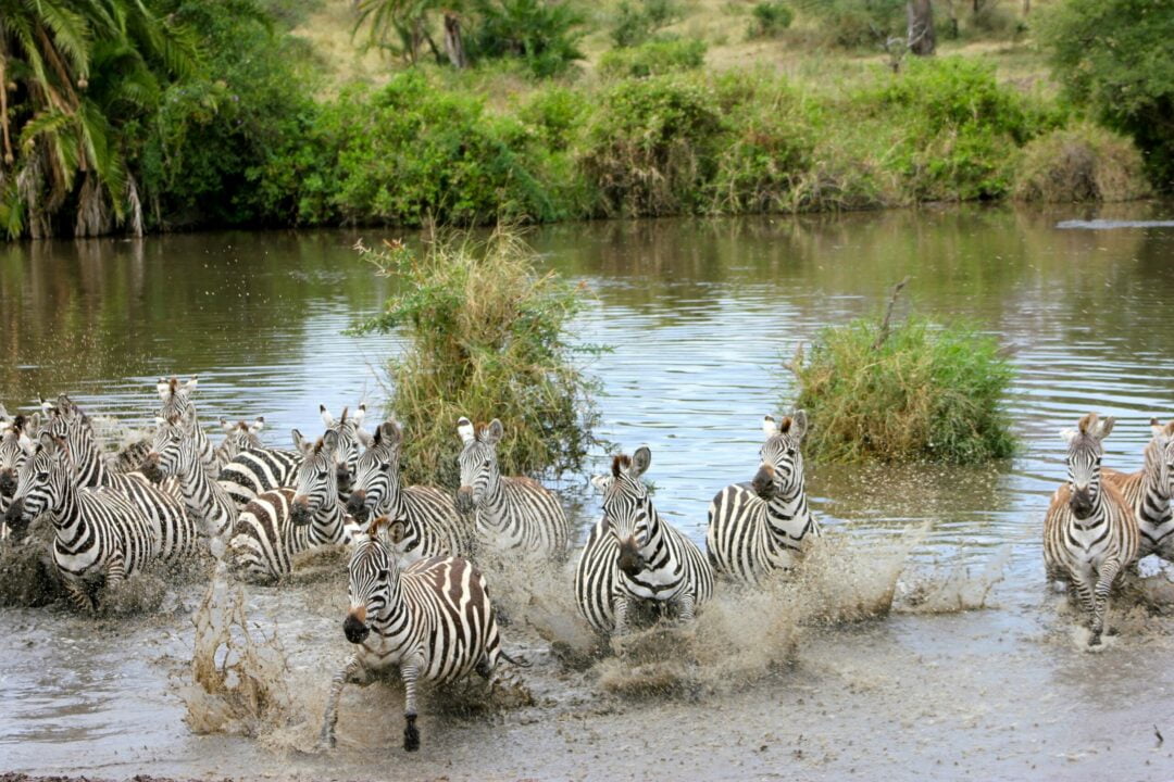Safari Ndutu