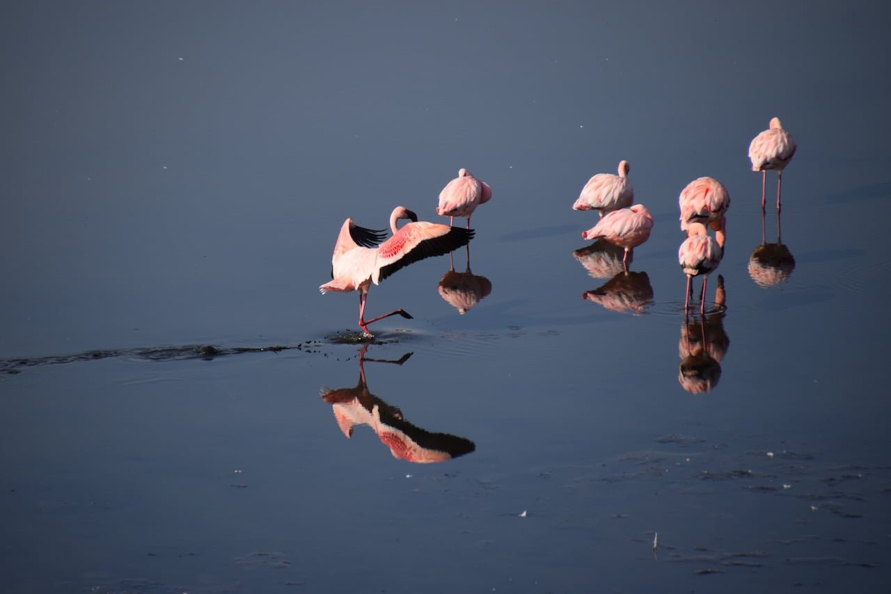 Flammant rose de Tanzanie