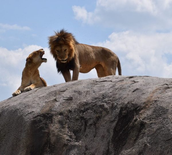 Manyara-Nationalpark