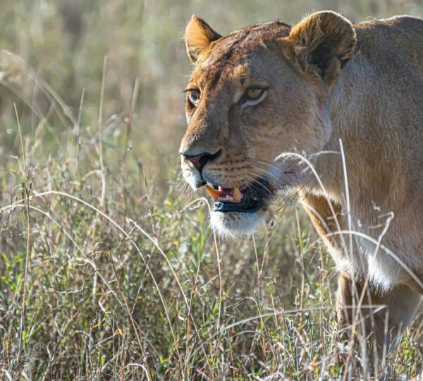 reserve de selous