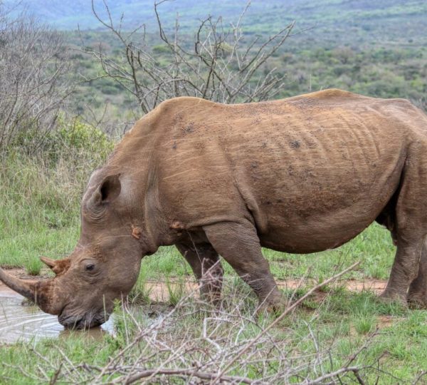 Rhinoceros Tanzanie