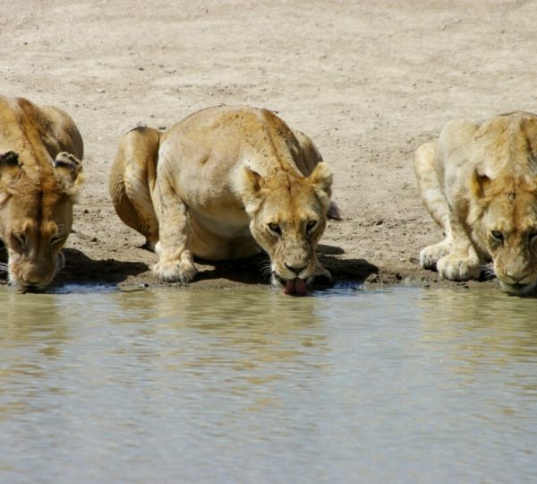 safari-tanzanie-ndutu