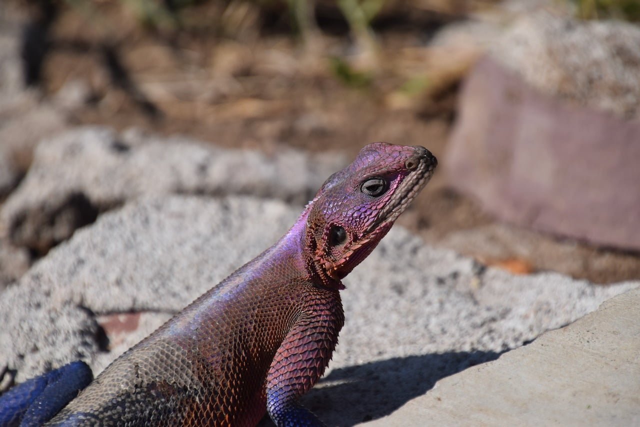 Iguane