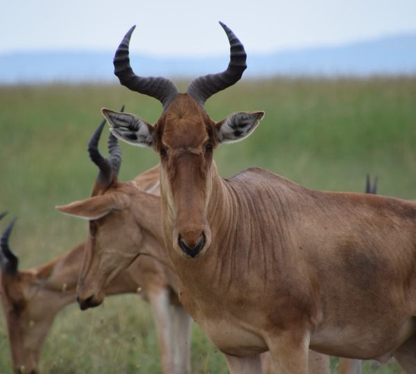 Ngorongoro Safari