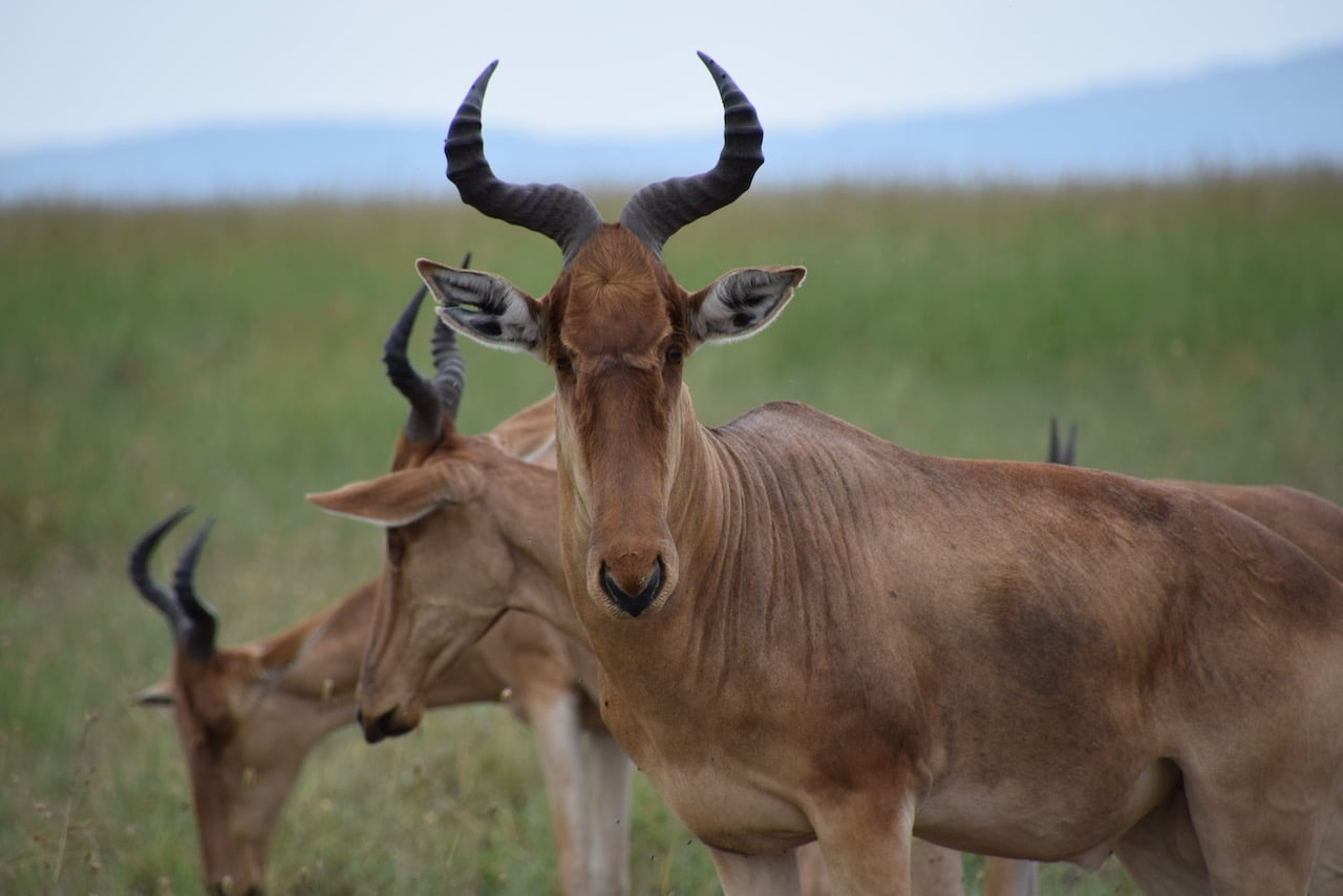Safari Ngorongo