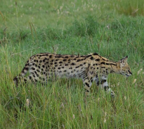 Safari Ngorongoro