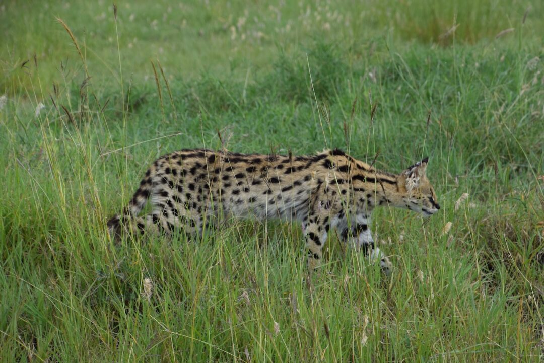 Safari Ngorongo