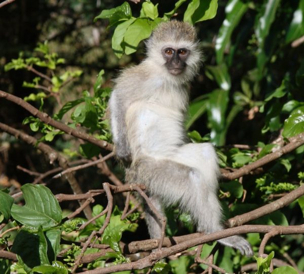 Manyara-13