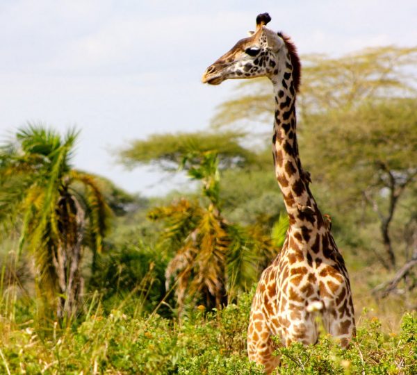 Manyara-9