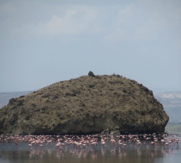 Natron17