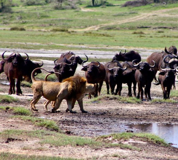 Region Ndutu
