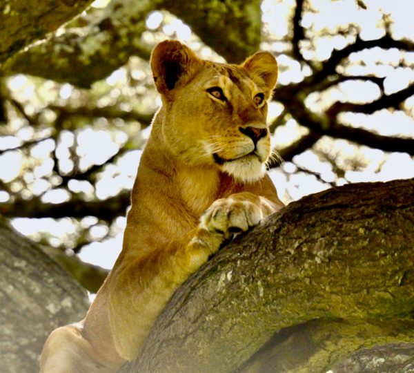 Parc-manyara-1