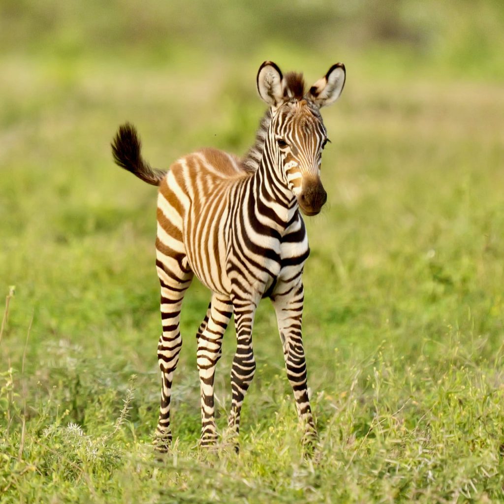 Animaux Tanzanie bébé Zèbre