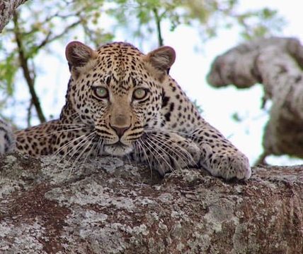 Welke dieren kan men observeren in de Serengeti?