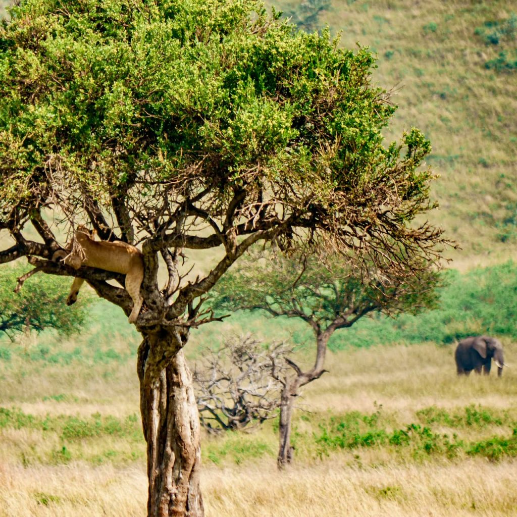 Safari Tanzanie Big Five Lion et éléphant
