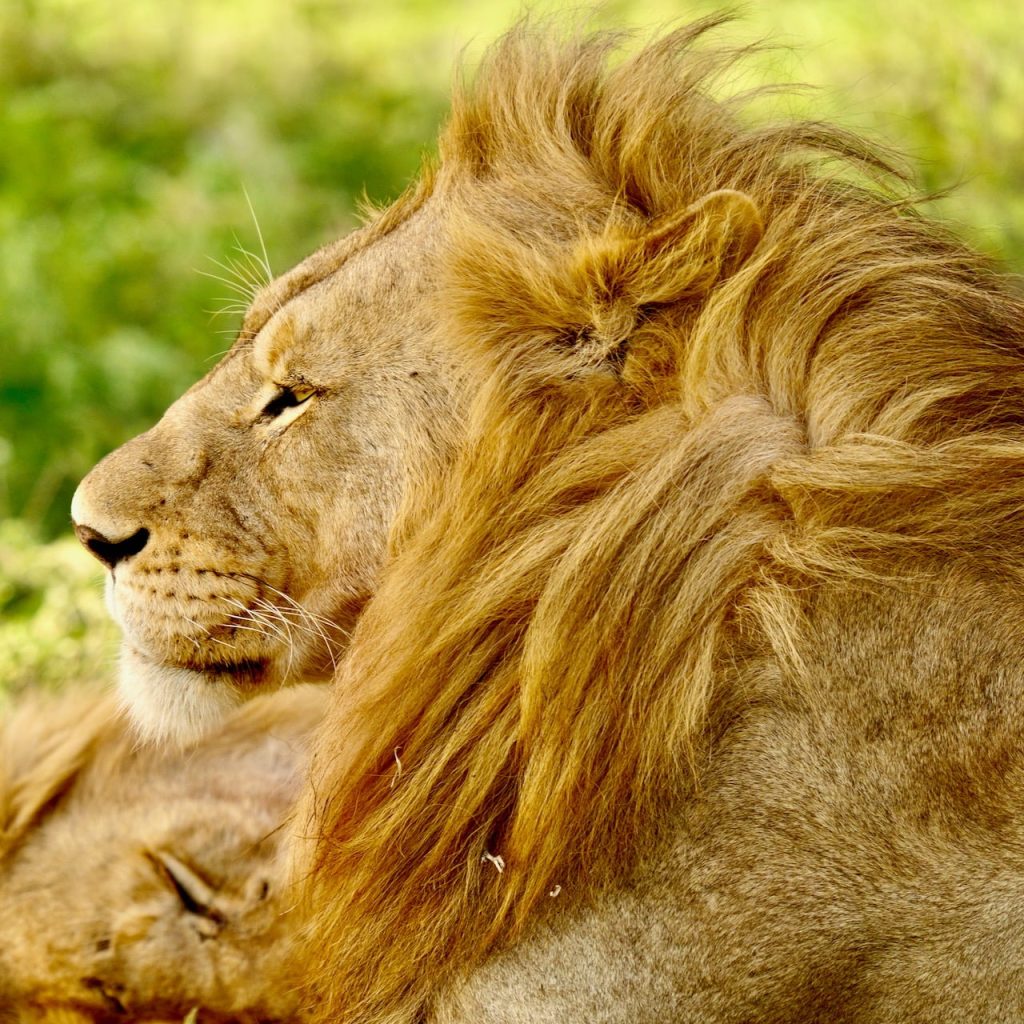 Lion Safari Tanzanie Big Five