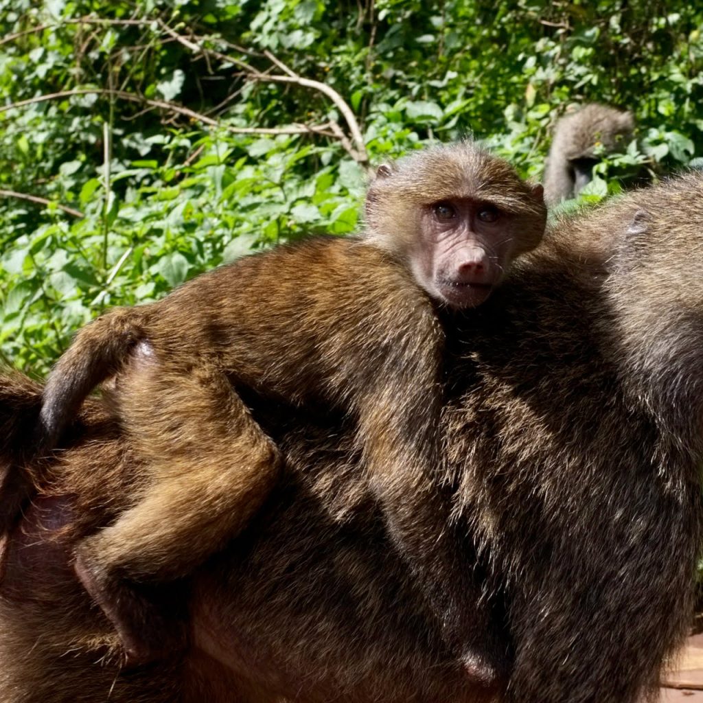 bébé singe tTanzanie
