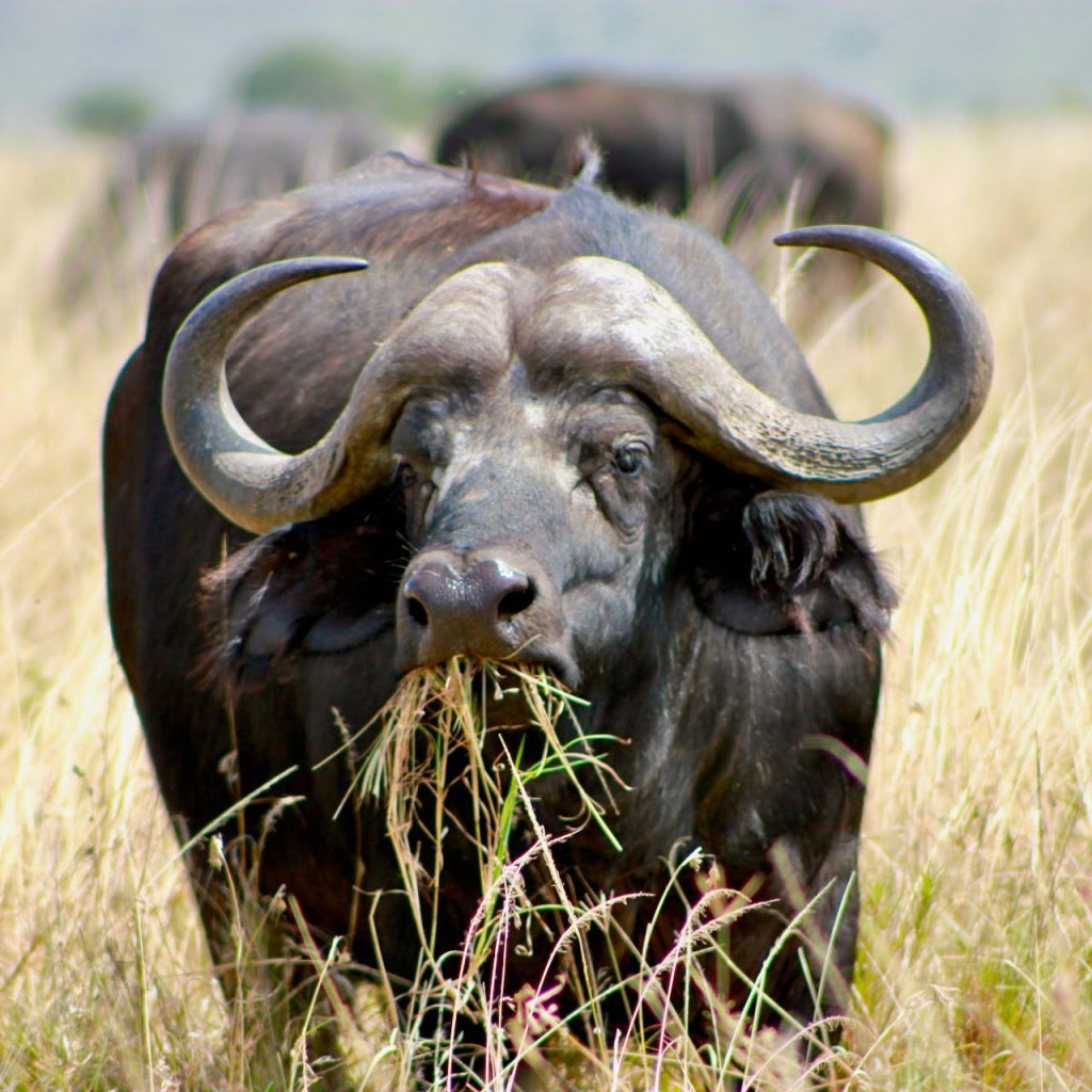 Buffle Safari Tanzanie