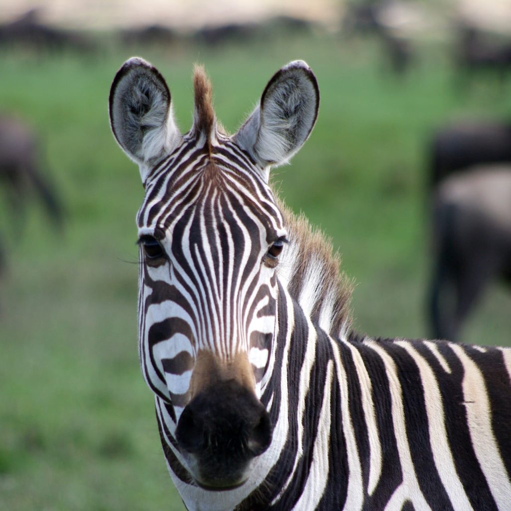 Zèbre Tanzanie