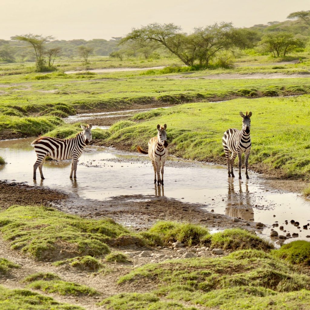 Zèbre Safari Tanzanie