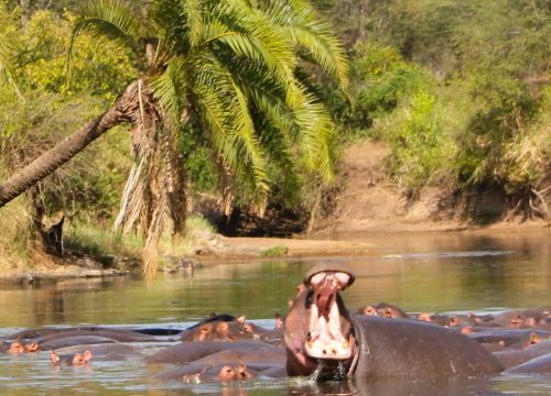 Safari Selous 3 dagen