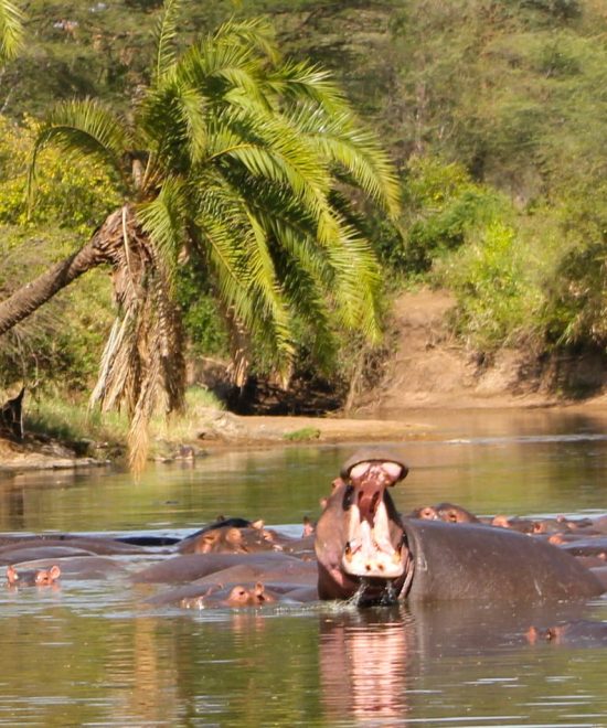 Safari Selous 3 dagen