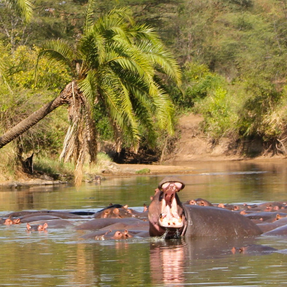 Hipopotames Safari Tanzanie