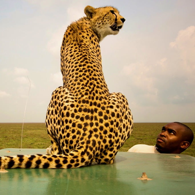 Animaux tanzanie Léopard