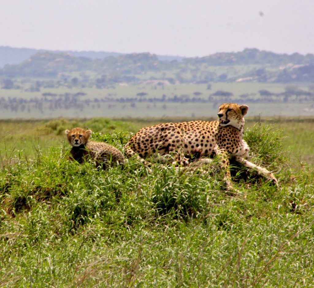 Maman Léopard et son bébé lors d'un Safari en Tanzanie