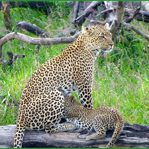 Léopard safari tanzanie