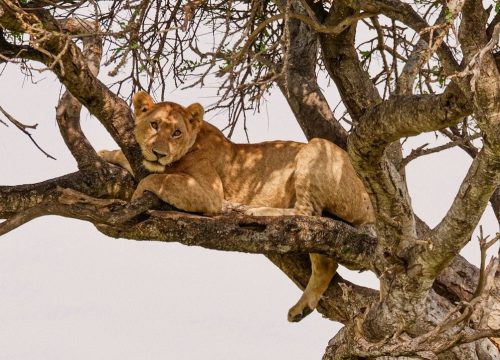 Safari Karibuni 4 dagen