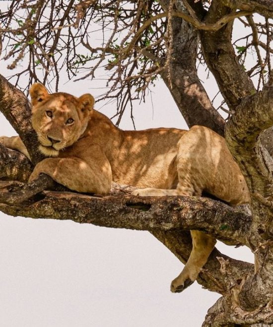 Safari Karibuni 4 dagen
