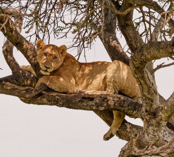 Manyara-Löwin - 1 (1)