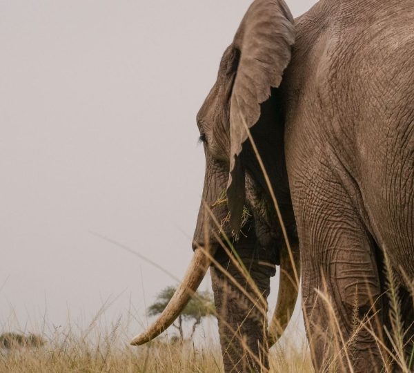 Olifant