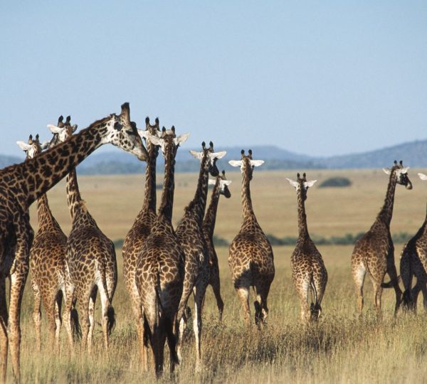 Giraffen Tarangire