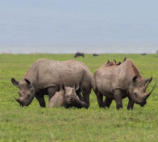 Rhinoceros Neptune Ngorongoro Luxury Lodge